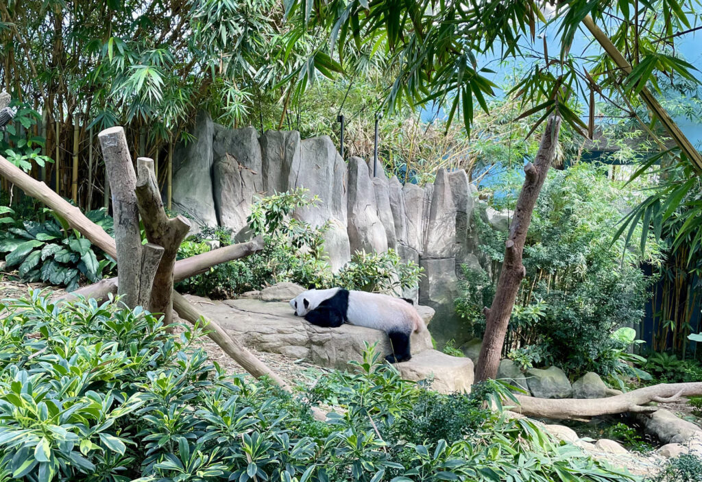 riverwonders panda