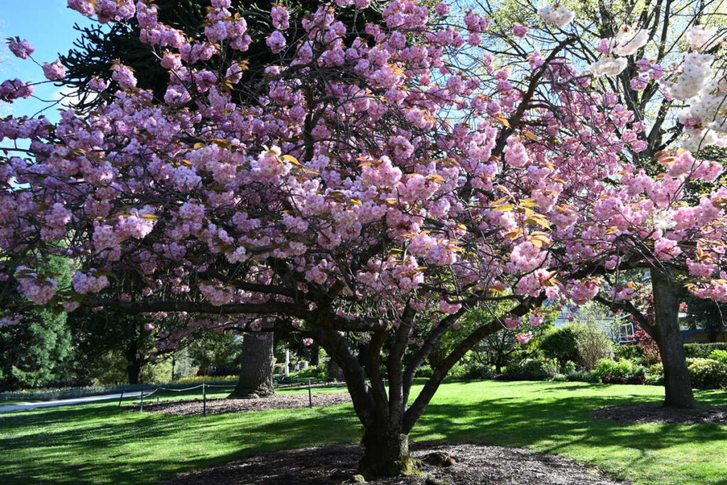 クイーンズタウン・ガーデンズ 桜