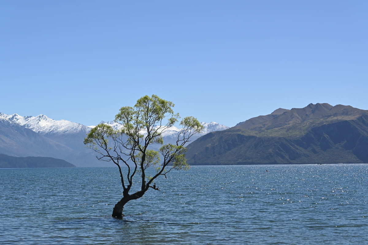 wanaka willow tree